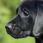 Jacqueline Cross - @petphotographyoxford - Instagram