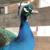 jacquelynshope - @jacquelynshope - TikTok