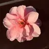 Jacquelyn Owens - @jacquelyn.o - TikTok