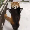 Đinh Quốc Khánh - @jacquelyn_potterew2in4 - TikTok