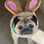 Jacqueline Roth - @haikupug - Instagram