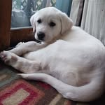 Jacquelyn Yarbrough - @ludopuppylove - Instagram