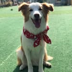 Jacques the border collie - @jacquesalexanderthedog - Instagram