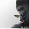 Jacques Amare-calibet - @jacques.amarecali - TikTok