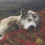 Jacques Baldwin - Facebook