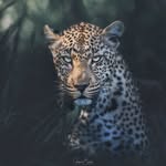 Jacques Barlow - @jacquesbarlow - Instagram