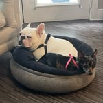 @jacques_and_the_bean - Instagram