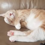 @jacques_the_bean - Instagram
