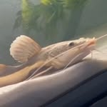 Jacques Blanchard - @freshwater_exotics - Instagram