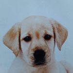 Jacques Blanchette - @jacques.blanchette.902 - Instagram