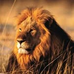 Jacques Bondo - @jacques.bondo.37 - Instagram