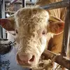 Jacques Boyere - @jacques.boyere - TikTok