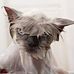Jacques Brassard - Facebook