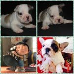 Jacques Levon Chambers - @frenchie_jacques - Instagram