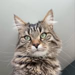 Jacques Chirac le chat - @jacqueschiraclechat - Instagram