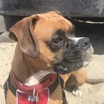 Jacques Cooper - @coop_theboxer - Instagram