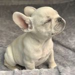 Jacques Harris💙 - @jacquesharris_frenchie - Instagram