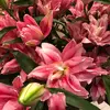 jacquesflowershop - @jacquesflowershop - TikTok