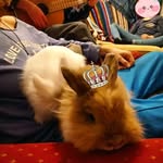 Jacques Lux - @balkan_bunny_farm - Instagram