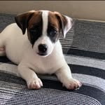 Jacques Mayol - @jacquesmayol.jrt - Instagram