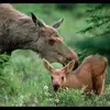 Jacques Ouellet - @jacques.ouellet1 - TikTok
