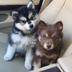 JACQUES.OWEN - @gn_lopez - Instagram