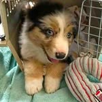 Jacques Peterson - @jacquestheaussie - Instagram