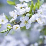 Jacqueline Picoult - @jpicoult - Instagram
