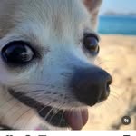 Jacques Yves Cousteau Del Reyes - @the.notorious.jacquinho - Instagram