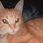 Jacques Romeo Logsdon - @goodkittymaadcity - Instagram