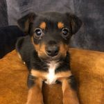 𝐽𝐴𝑆𝑃𝐸𝑅 𝐽𝐴𝐶𝑄𝑈𝐸𝑆 🖤 𝐽𝐴𝐶𝐾 𝑅𝑈𝑆𝑆𝐸𝐿𝐿 - @jasperjacques_thejackrussell - Instagram
