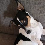 Jacques - @jacques.the.russell - Instagram