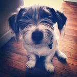 Jacques Russell Djunior - @the_fauxdographer - Instagram