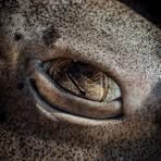 Jacques Schoeman - Facebook