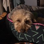 Jacqui Bridge - @trufflesm2019 - Instagram