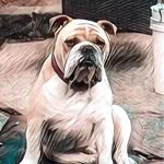 Jacqui Collins - @japcat63 - Instagram
