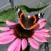 Jacqueline Fleming - Facebook