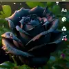 Jackie Gregory - @jackie.gregory1 - TikTok