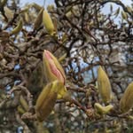 Jacqui Harvey - @florafaunagardens - Instagram