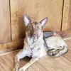 Jax - @jacquielinharvey - TikTok