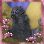 Jacqui Marshall Jefferson - @natakye_cats - Instagram