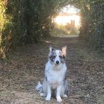 Jacqui Walker - @collie02 - Instagram