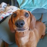 Jacqui Williamson - @lulus_life_of_adventures - Instagram