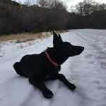 Jacy Thompson - @cinderk9 - Instagram