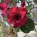 Jacy Thompson - Facebook