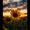 user3321149457592 - @jadahaustin_ - TikTok
