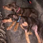 Jada&Bishop Dobie Twins - @jada.and.bishop - Instagram
