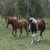 jade carney - @jade1loves3horses - TikTok