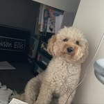 Dawson Ellis - @dawson_jada_ - Instagram