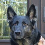 Jada Emery - @jada_emery_the_german_shepherd - Instagram